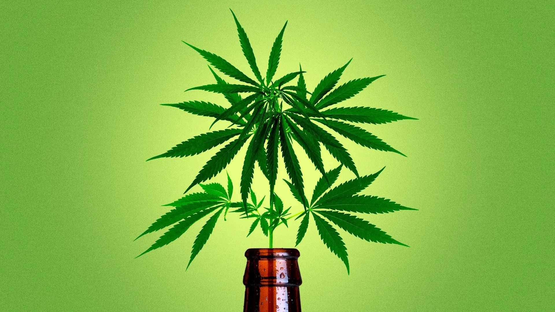 Study: THC impact on drinking alcohol
